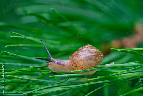 Fotografi Fruticicola fruticum, a land snail climbing on a larch tree..