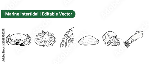Fotografie Marine animal vector icons set showing intertidal sea life including crab anemone starfish clam shell hermit crab and squid in black and white line art for coloring book design and educational use