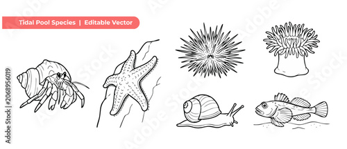 Εκτύπωση καμβά Tide pool animal line art illustration set featuring hermit crab starfish sea ur