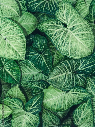 Full frame texture of vibrant green syngonium plant leaves 