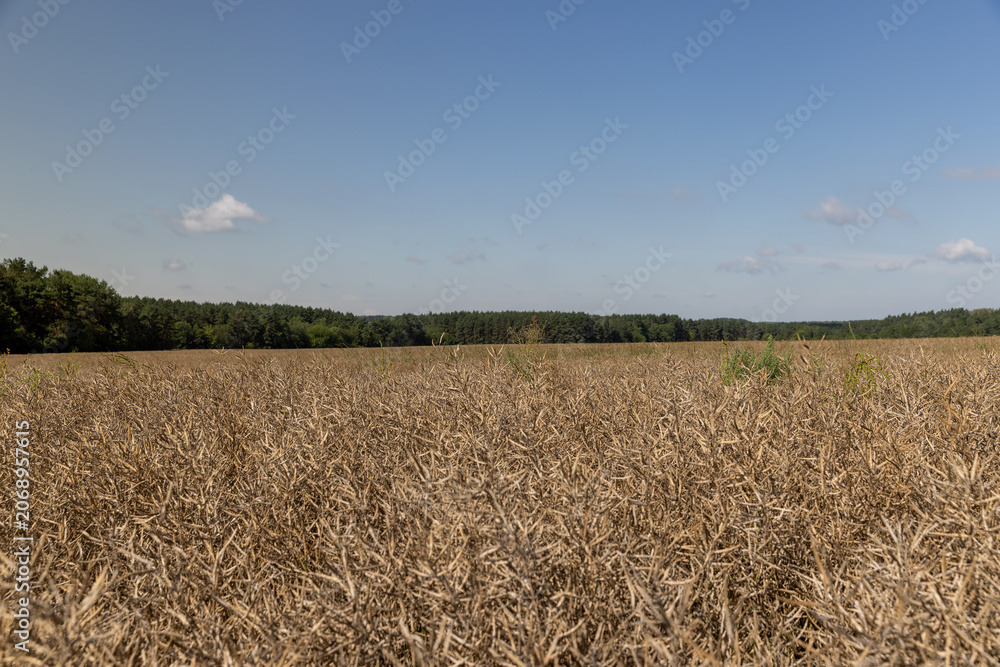 Fototapeta premium golden rapeseed in the field, canola field