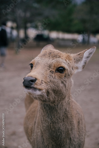 Deer lifting its head in Nara Park