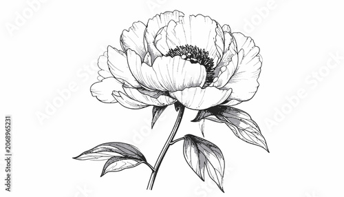Bild auf Leinwand Detailed drawing of a single peony.