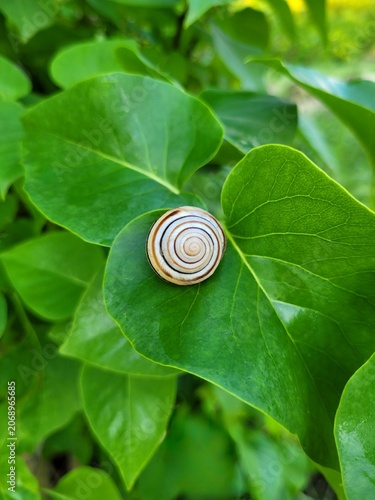 Vászonkép Garden snail with a round, mottled shell, sleeping on a shiny green lilac leaf