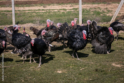 Flock of domestic black turkeys on farm. A large group of domestic black turkeys walking and feeding on green grass inside an outdoor fenced enclosure on a poultry farm.