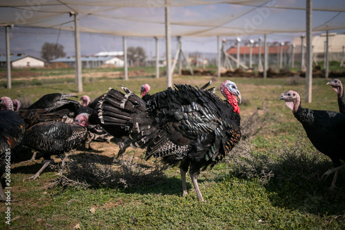 Black turkey showing feathers on free range farm. A side view of a large domestic black male turkey puffing up its iridescent feathers and tail on a free-range poultry farm under a protective net.