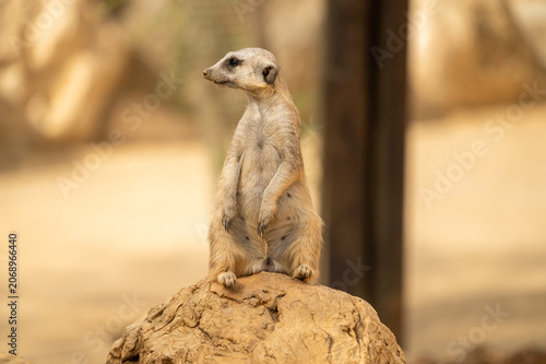 Fotografie Meerkat