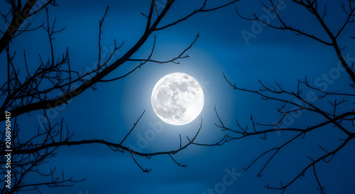 Full moon shining through bare tree branches on a clear night sky