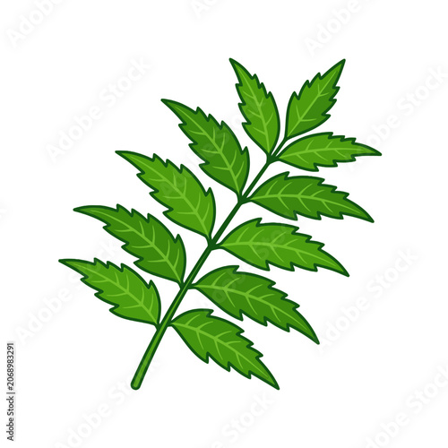 Vibrant Green Botanical Leaf with Detailed Veins and Texture