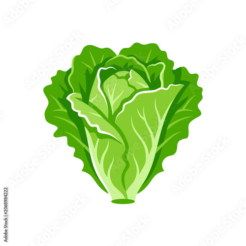 A fresh lettuce head sits vibrant against a clean white background