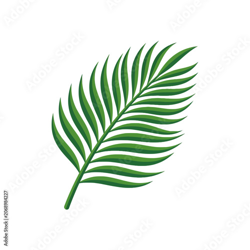 A single palm leaf lies gracefully for a tropical stock shot