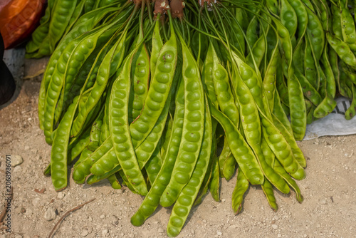 фотографія A large bunch of fresh green petai pods (bitter beans or twisted cluster beans) displayed on the ground