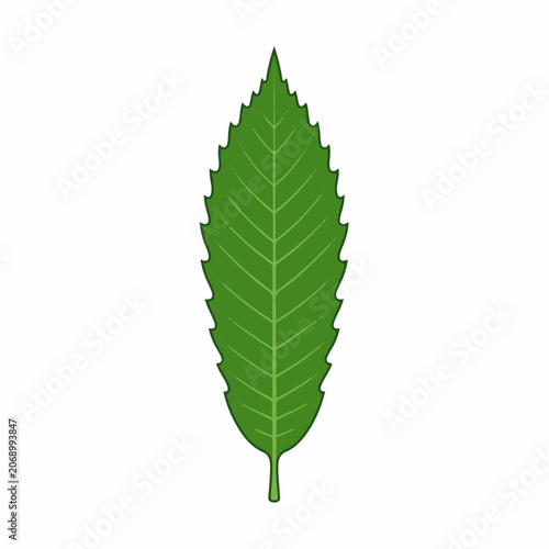 Green leaf illustration with serrated edges on white background