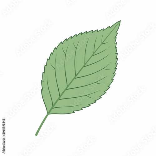 Green leaf illustration with serrated edges and veins