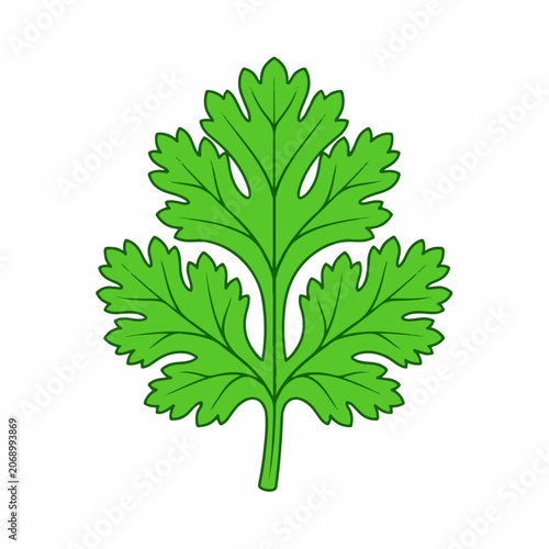 Green leafy plant with serrated leaves on white background