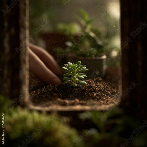 Close up of a hand holding a succulent plant inside a glass terrarium container