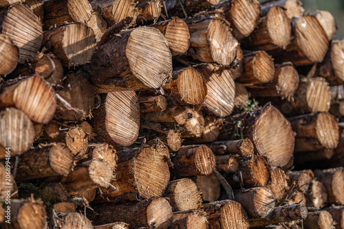 Stacked cut timber logs forming rustic woodpile in warm evening light.