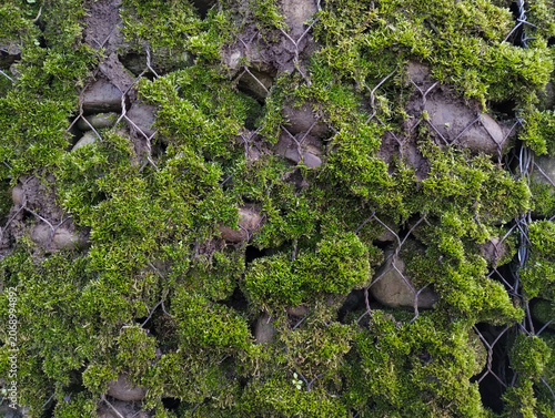 The net with stones creates an artificial wall covered with mosses