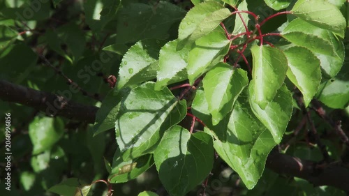 Green leaves with fresh raindrops gently swaying in bright sunlight after rain.