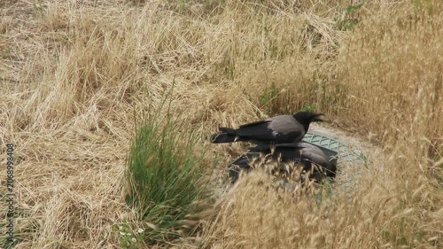 Two hooded crows drinking water from a bowl on field in hot summer day.
