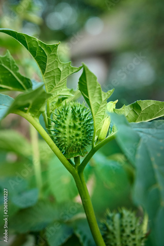 A close-up of the unripe fruit of the Datura stramonium plant.