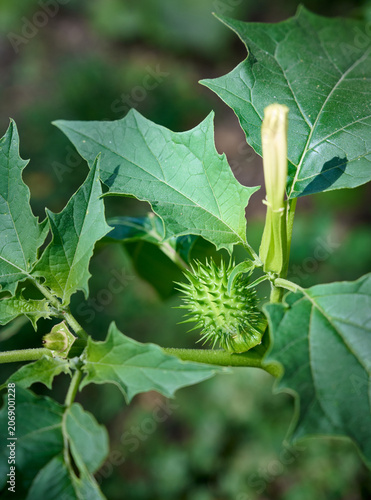 A close-up of the unripe fruit of the Datura stramonium plant.