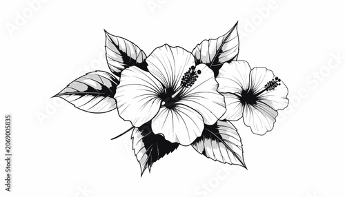 Obraz na płótnie Detailed illustration of hibiscus flowers.