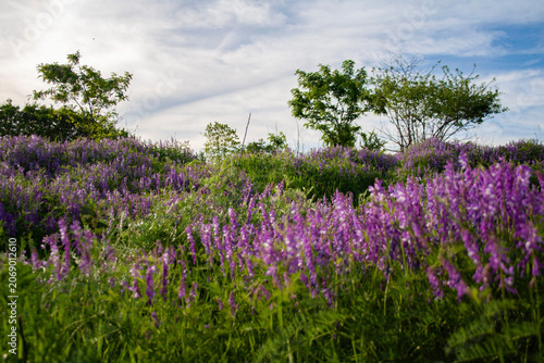 Field of blooming purple Vicia cracca wildflowers in a meadow