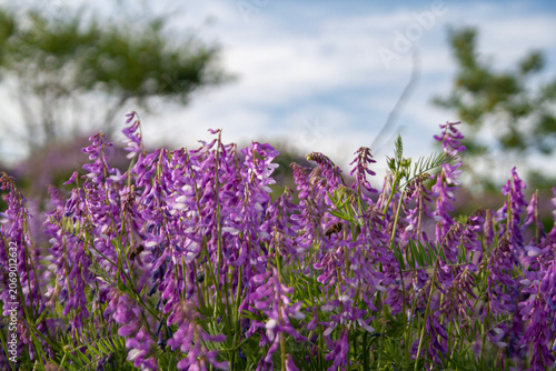 Blooming purple Vicia cracca flowers in a meadow