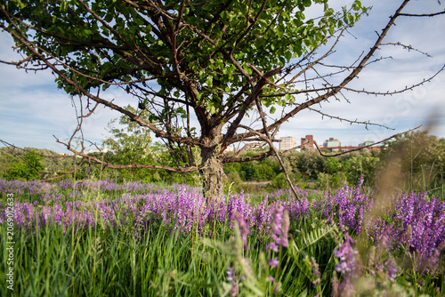 Tree in a field of blooming purple Vicia cracca flowers in spring