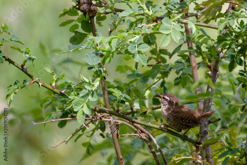 Foto Le troglodyte mignon