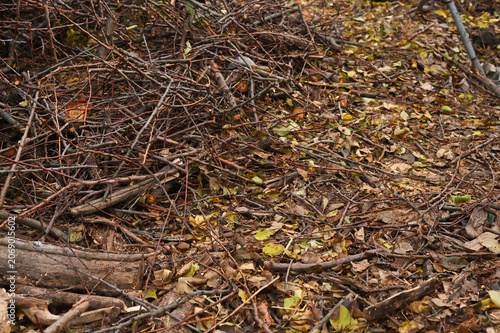 Branches scattered on ground among dry leaves and twigs. Branches form natural texture with bark pieces and autumn foliage, forest floor detail, organic background, nature concept, rustic pattern