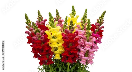 Vibrant Bouquet of Colorful Snapdragon Flowers in Full Bloom.