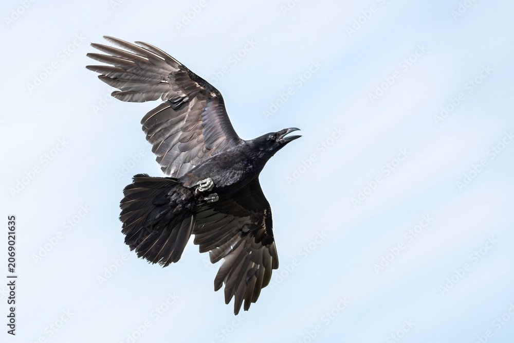 Fototapeta premium Close-up of a large black raven (Corvus corax), crow bird in flight, showcasing detailed iridescent feathers and wide wingspan, bird watching stock photo image