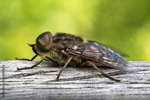 Macro profile of a horse fly of the tabanidae family, a blood sucking insect, resting on wood, flying  wildlife stock photo image