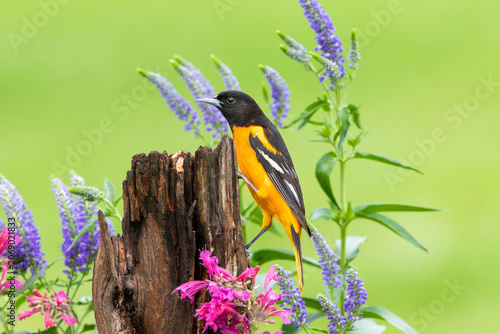Quadro em tela 01611-10208 Baltimore Oriole (Icterus galbula) male on fence post near flower garden Marion Co