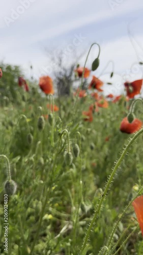 Wild red poppies blooming in a green summer meadow under a blue sky. Low-angle view of vivid Papaver rhoeas flowers and nodding buds with soft bokeh in an idyllic countryside