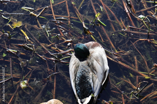 Canvas Print Le canard colvert ou canard sauvage, Anas platyrhynchos qui se cache le bec dans