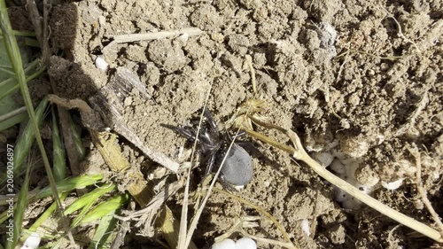 Extreme close-up of a glossy black ground spider crawling over dry bare soil with plant debris. Wild eight-legged arachnid in harsh sunlight, sharp macro detail
