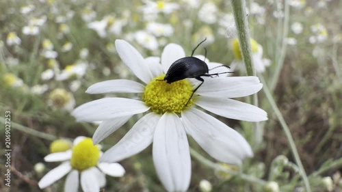 Macro of a black beetle crawling on a white chamomile flower swaying in the breeze, with a soft daisy meadow behind. Insect on a wildflower in soft light; beetle pollination