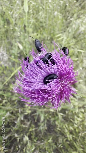 Overhead macro of several black beetles crawling on a purple thistle flower swaying in the breeze. Insects cluster on the spiky bloom of a wild thistle; beetle pollination in a meadow