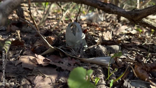 An unexploded submunition with a trailing fabric ribbon hidden in forest leaf litter and fresh spring shoots, in dappled sunlight. Explosive remnants of war and unexploded ordnance; editorial