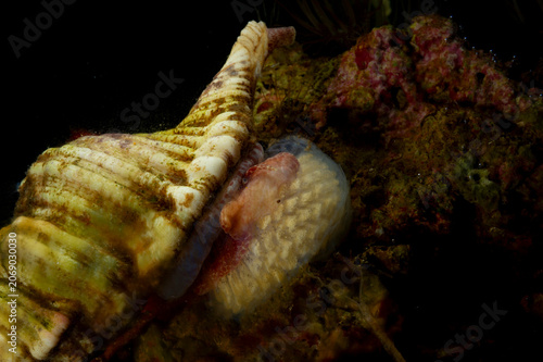 Monoplex aka Cymatium corrugatus or Cymatium corrugatum laying eggs; is a species of predatory sea snail, a marine gastropod mollusk in the family Cymatiidae.. Mediterranean sea, Sardinia, Italy