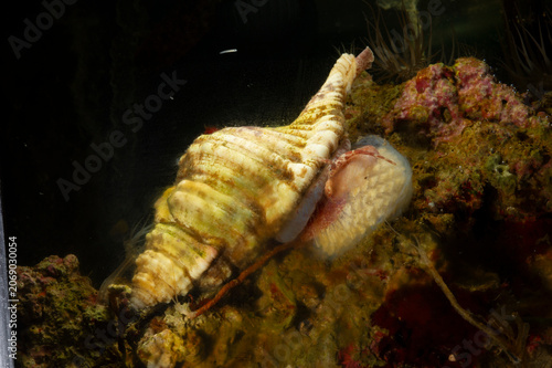 Monoplex aka Cymatium corrugatus or Cymatium corrugatum laying eggs; is a species of predatory sea snail, a marine gastropod mollusk in the family Cymatiidae.. Mediterranean sea, Sardinia, Italy