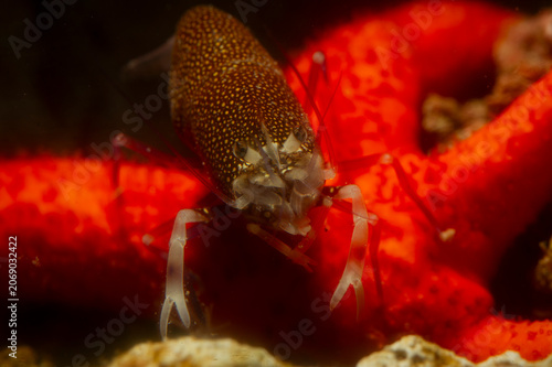 Gambero Vinaio (Gnatophyllum elegans) Spotted Bumblebee Shrimp - Gnathophyllum elegans Alghero, Capo Caccia, Sardinia, Italy