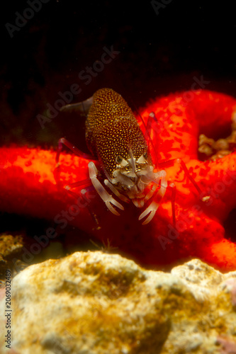 Gambero Vinaio (Gnatophyllum elegans) Spotted Bumblebee Shrimp - Gnathophyllum elegans Alghero, Capo Caccia, Sardinia, Italy