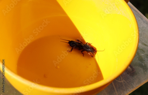 Fotografie A captured mole cricket (Gryllotalipidae) insect pest in a plastic bucket on a g