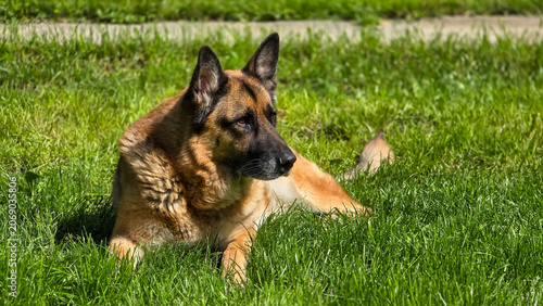 German Shepherd lies alert on a lawn. The animal gazes away, showing a sleek coat and attentive expression on a sunny day.