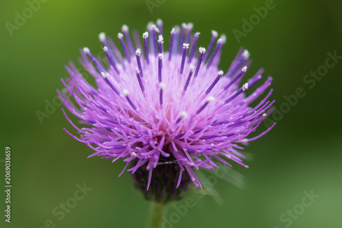 tiger thistle