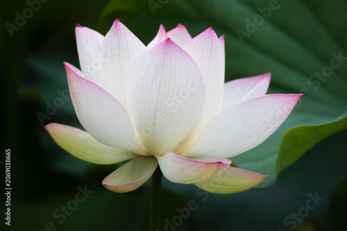 lotus